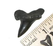 Isurus retroflexus Mako Shark Tooth